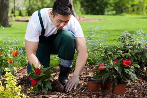 Professional hedge trimmer at work