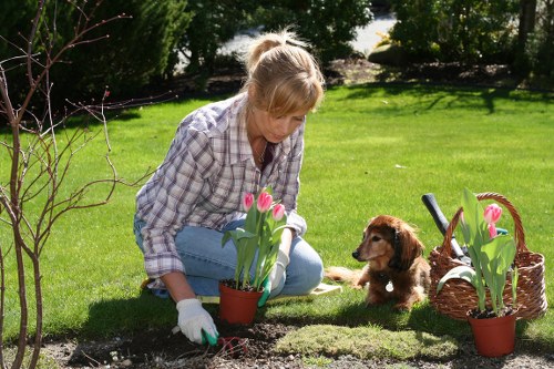 Variety of native plants suitable for Teddington gardens
